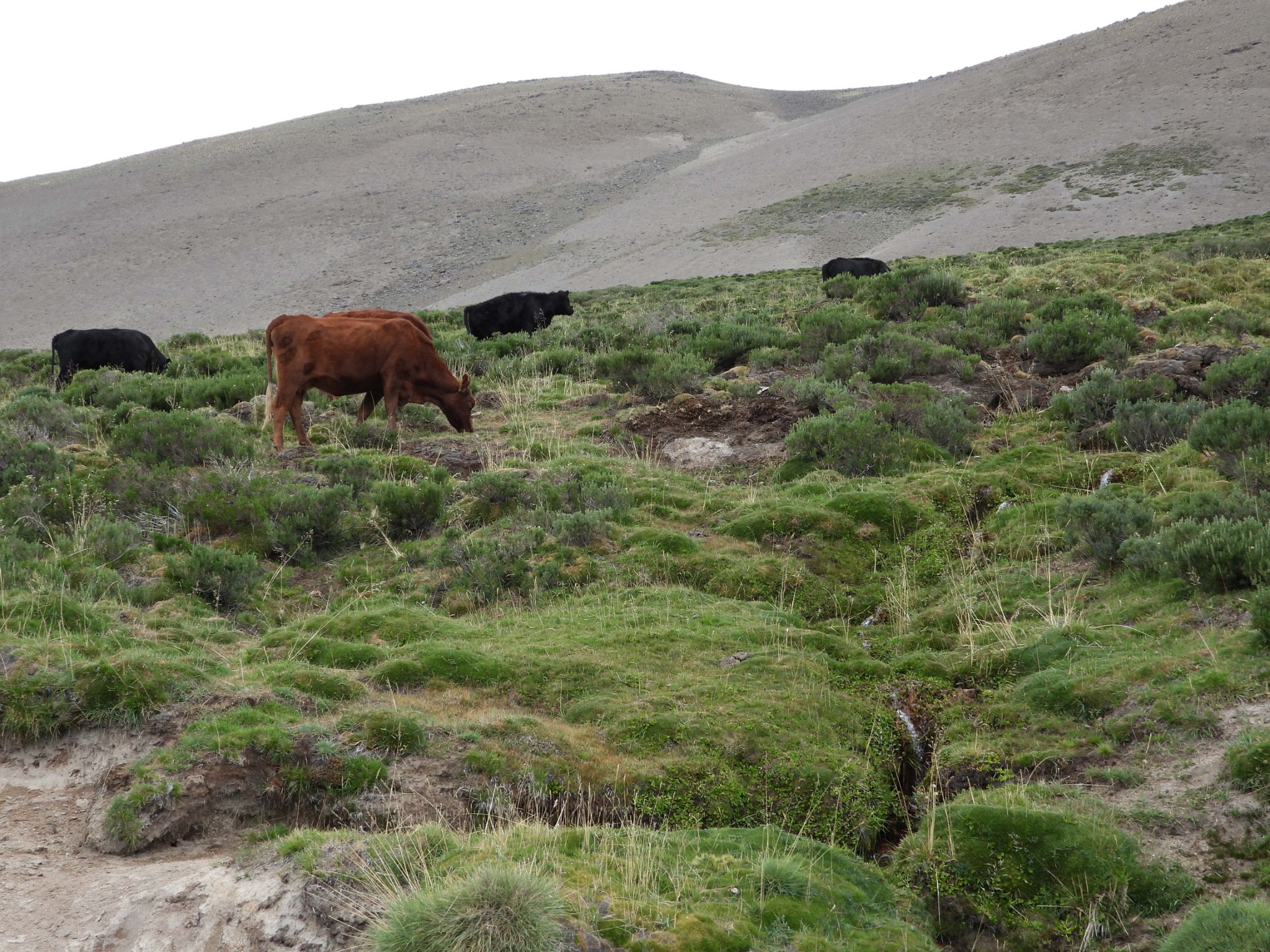 Cows impacting streams VC